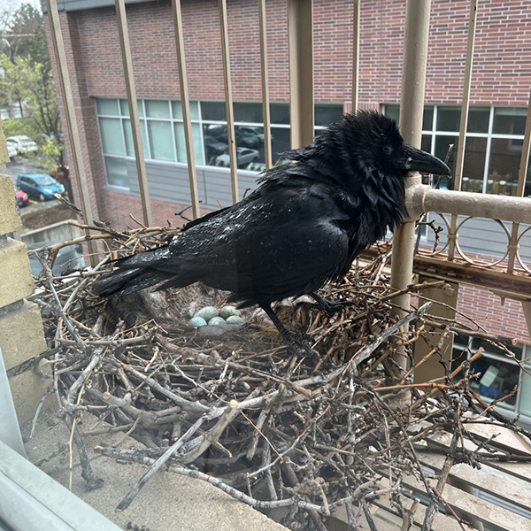 raven standing over a nest with eggs on fire escape of Westminster building