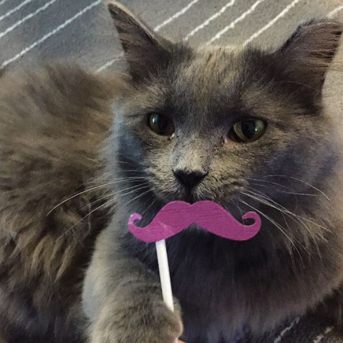 Cat with fake mustache